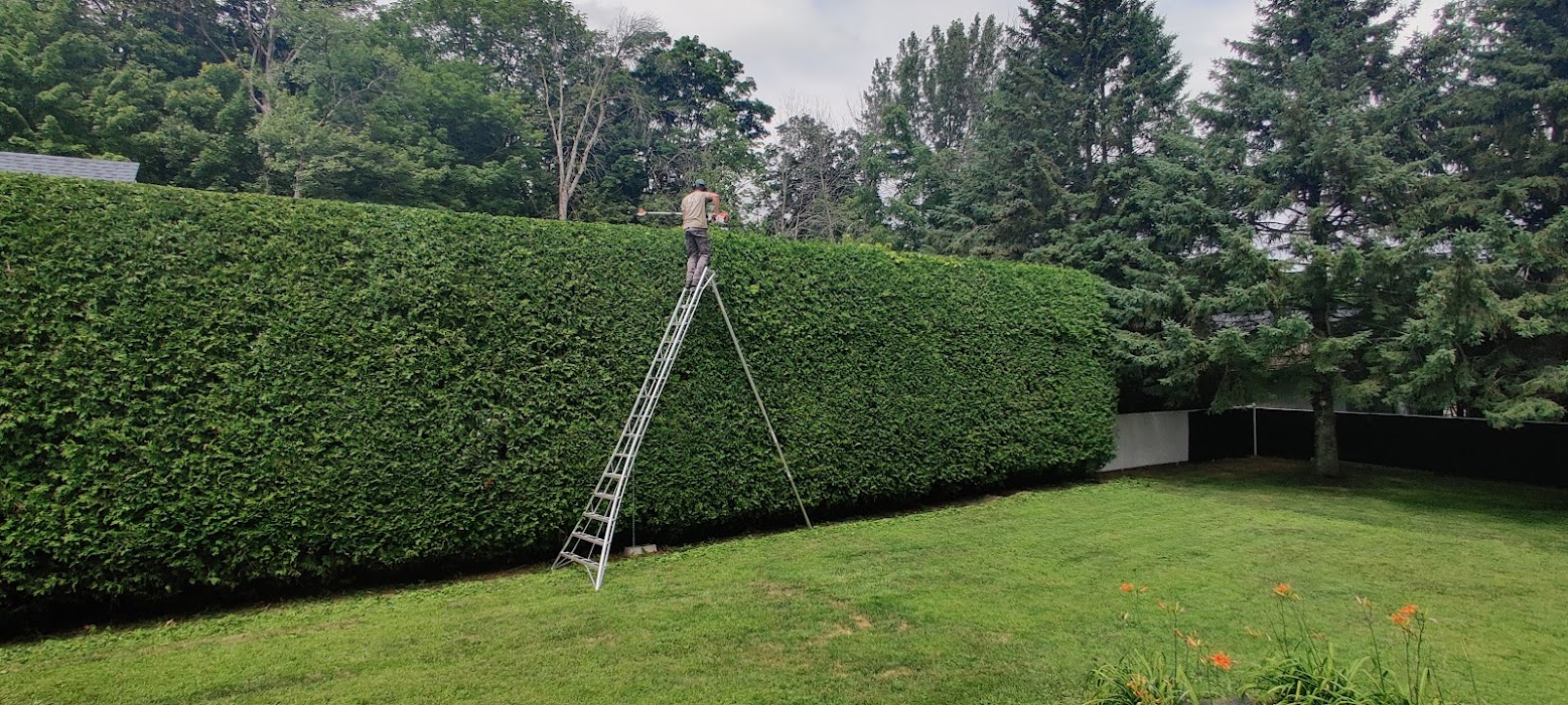 Taille de haies de cèdres Laval | Haie Due